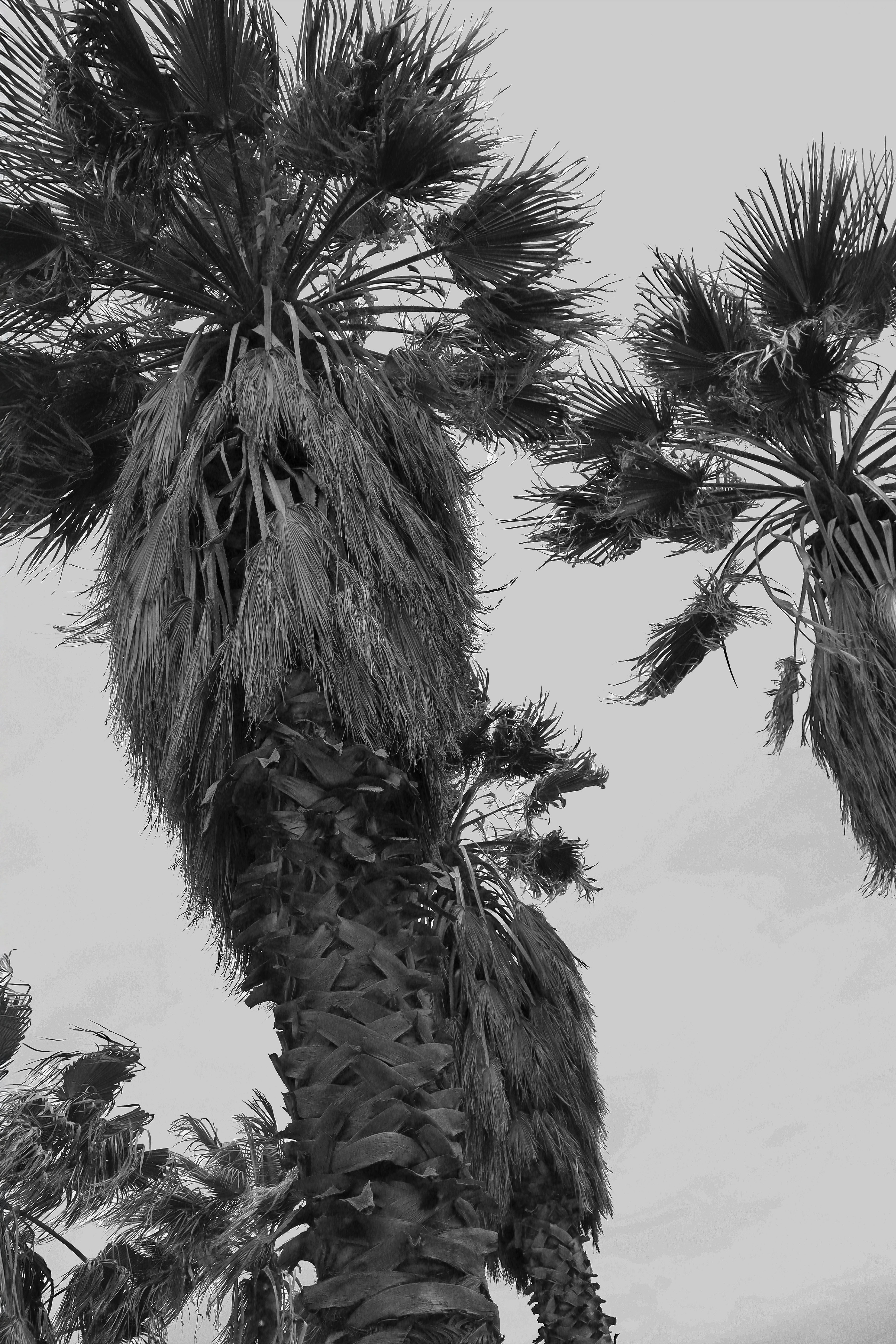 WHY THE CUBAN COLLAR IS THE SUMMER SEASONS MUST-HAVE